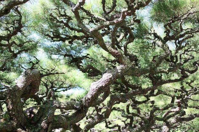 高松・栗林公園の箱松。美しく手入れされていて、讃岐文化の奥行きを感じさせる