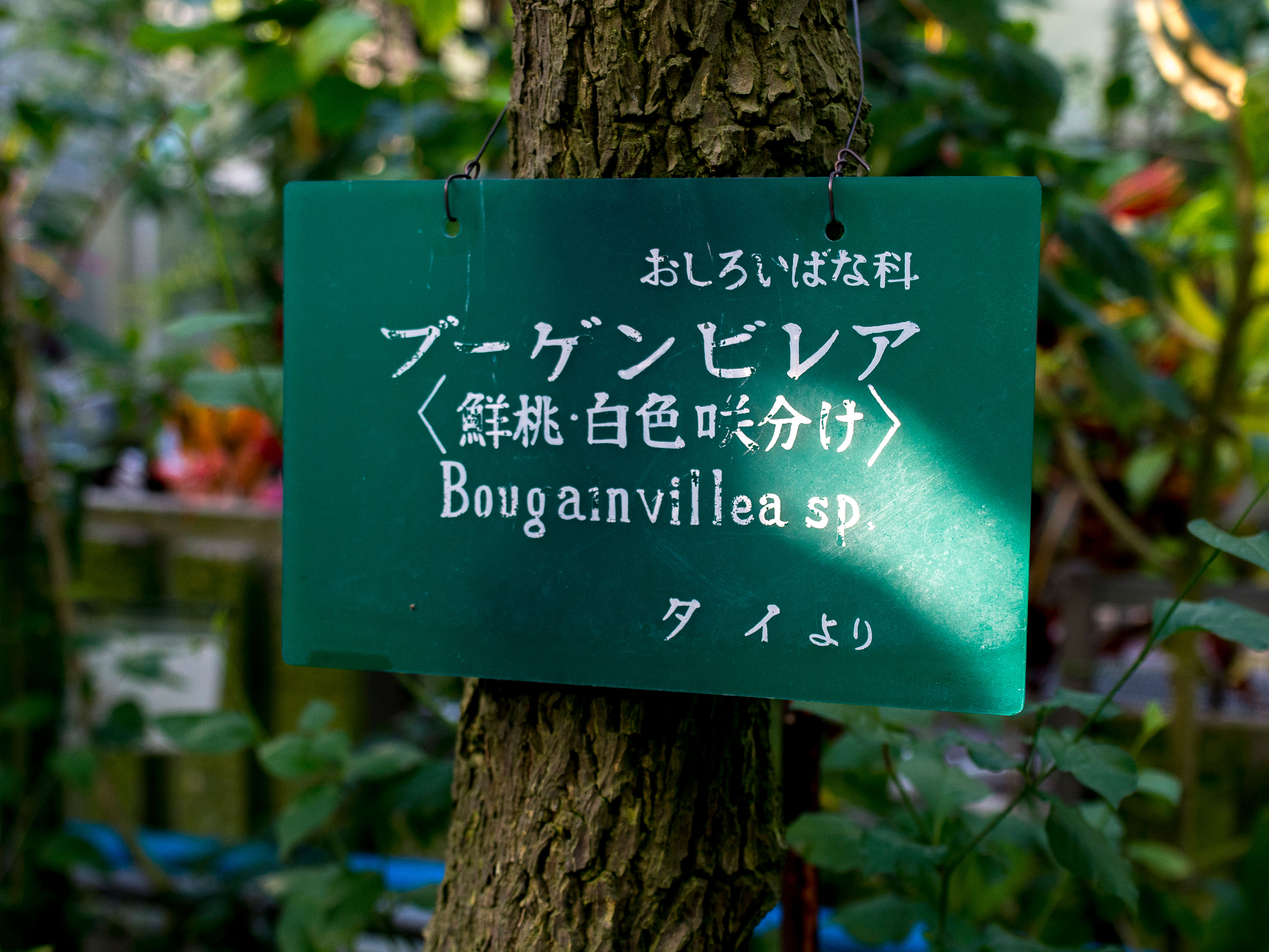 東山植物園の樹名板。