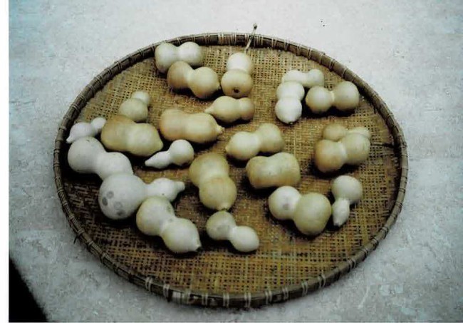 収穫した千成ひょうたん