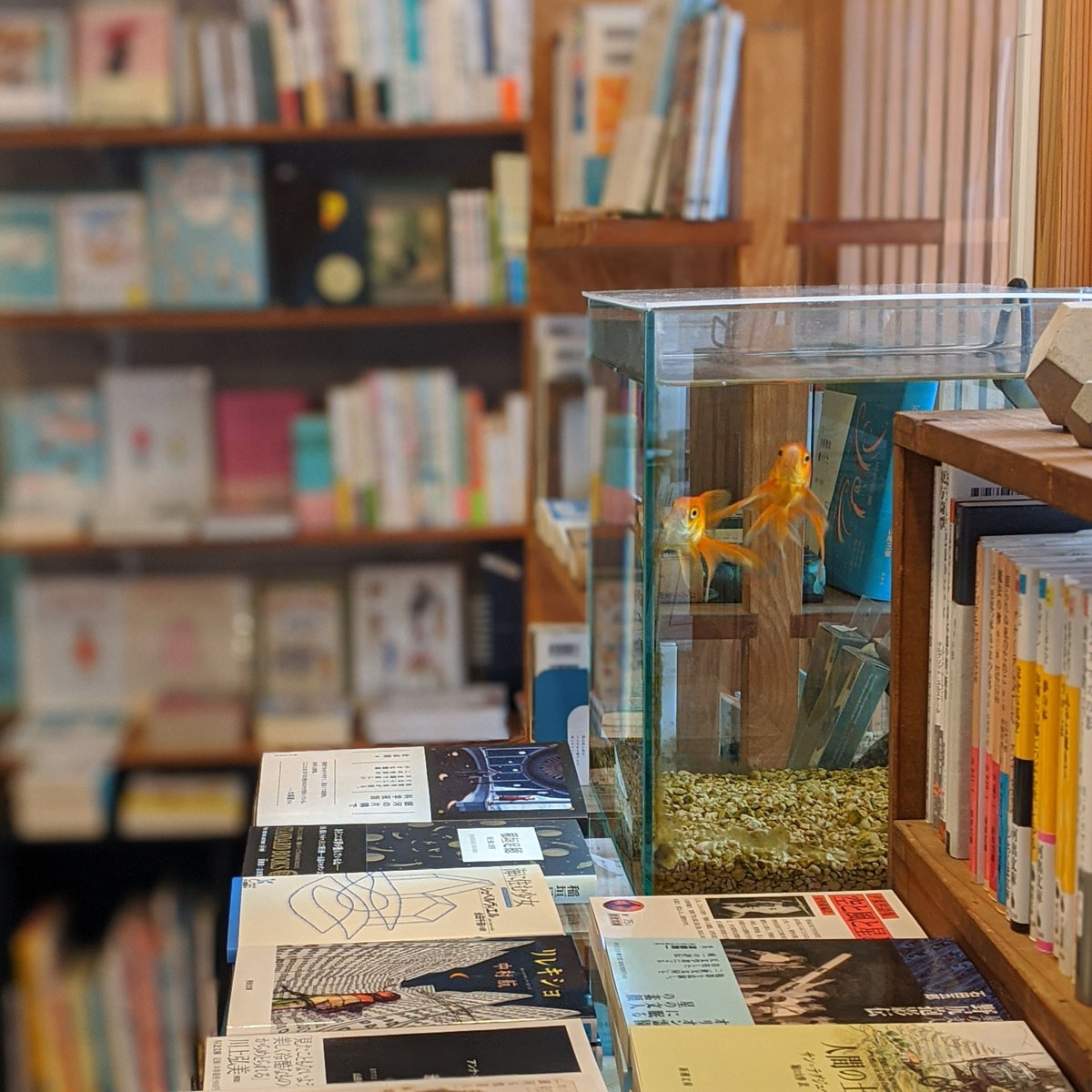 店内の様子　本と金魚 Photo:とほん