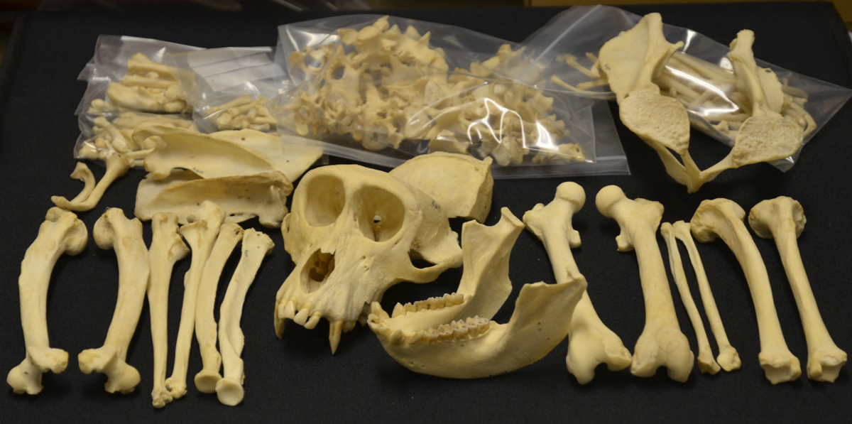 完成したヤクシマザル（屋久島にすむニホンザルを特にこう呼ぶ）の骨格標本