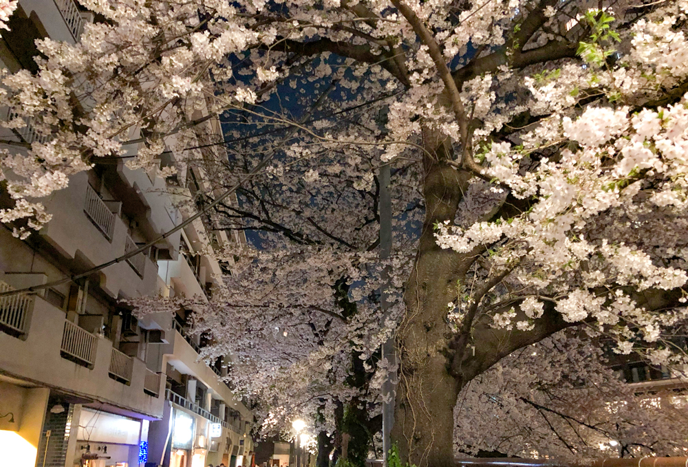昨2021年の夜桜の様子