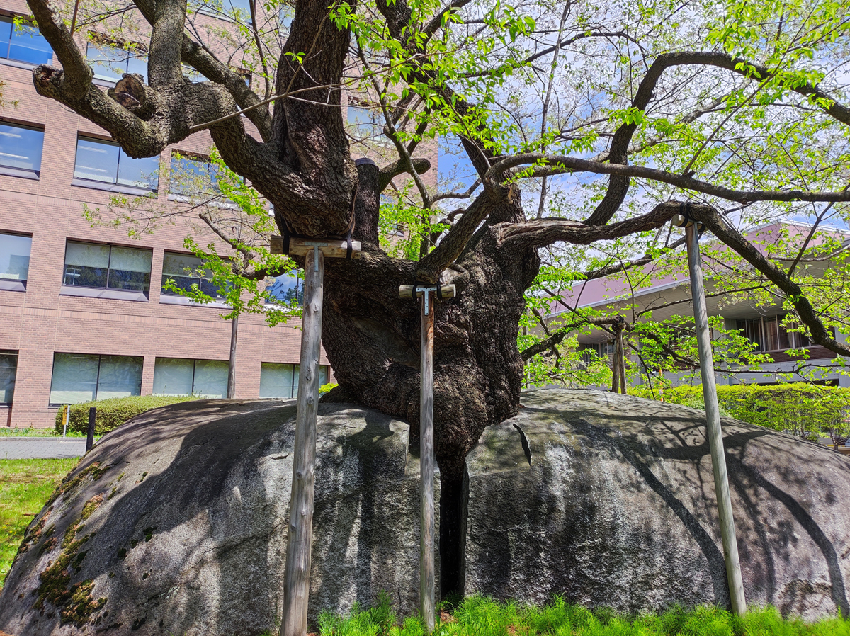 石割桜。桜の根は岩の割れ目の部分で板状になっています