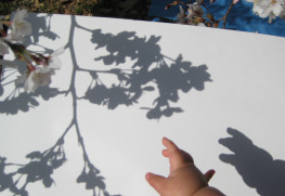 2014.4 shadowsシリーズ撮影中、まさに話しかけられた時の写真。当時0歳の娘の手と満開の桜。
photo by Rie Uomori