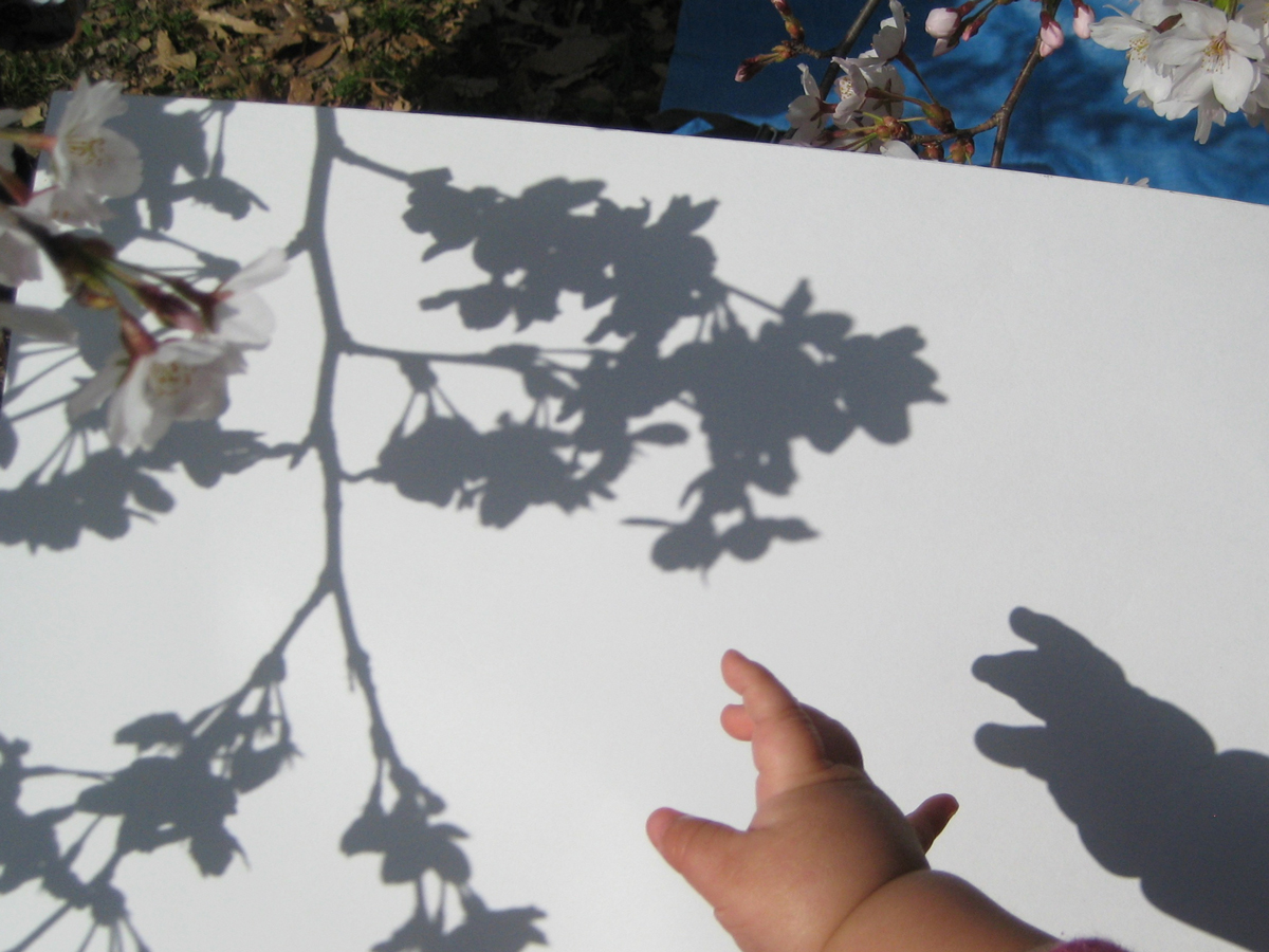 2014.4 shadowsシリーズ撮影中、まさに話しかけられた時の写真。当時0歳の娘の手と満開の桜。 photo by Rie Uomori