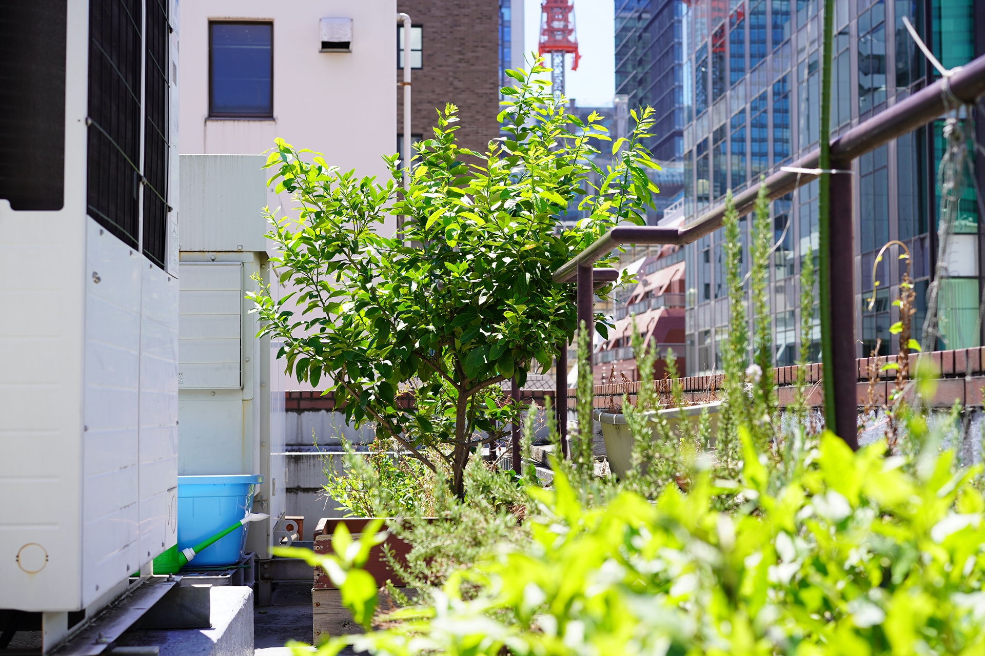 一緒に入居している仲間には、ビルの緑化を推進し、屋上菜園をつくる事業をしている企業も。屋上は緑でいっぱい