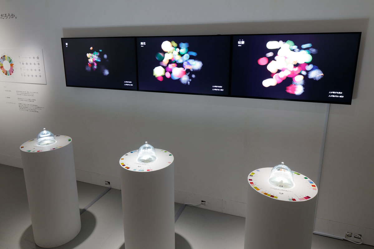 《Scent in Sight ー香りを視るー》 - 花の一生の間に変化する香りのビジュアライゼーションに挑戦。固く閉じた蕾から開花、朽ちる直前までの香りの違いや複雑さを可視化し、人間では感知できない領域までも見通そうとする試みを通じて、未知なる香りの領域を開く