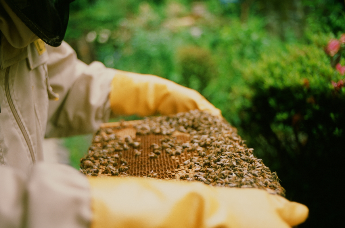 自宅で飼育するセイヨウミツバチ。週に一度の点検作業の様子