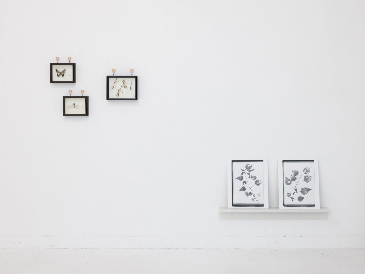 《小さな隣人》 インスタレーション 2023 京都芸術センター 撮影：麥生田兵吾 – 一晩のうちに何者かに齧られ、胴体がボロボロになってしまった蝶の標本、幼虫の好みが垣間見えるクリやブドウの葉っぱ。姿の見えない小さな隣人たちの環世界が、アトリエの庭で重なり合う