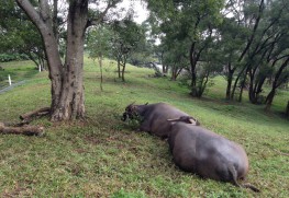 183C6F79-D481-4F83-96DF-F7FD6D9A26A9_1_105_c