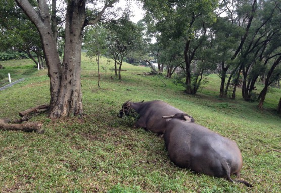 183C6F79-D481-4F83-96DF-F7FD6D9A26A9_1_105_c