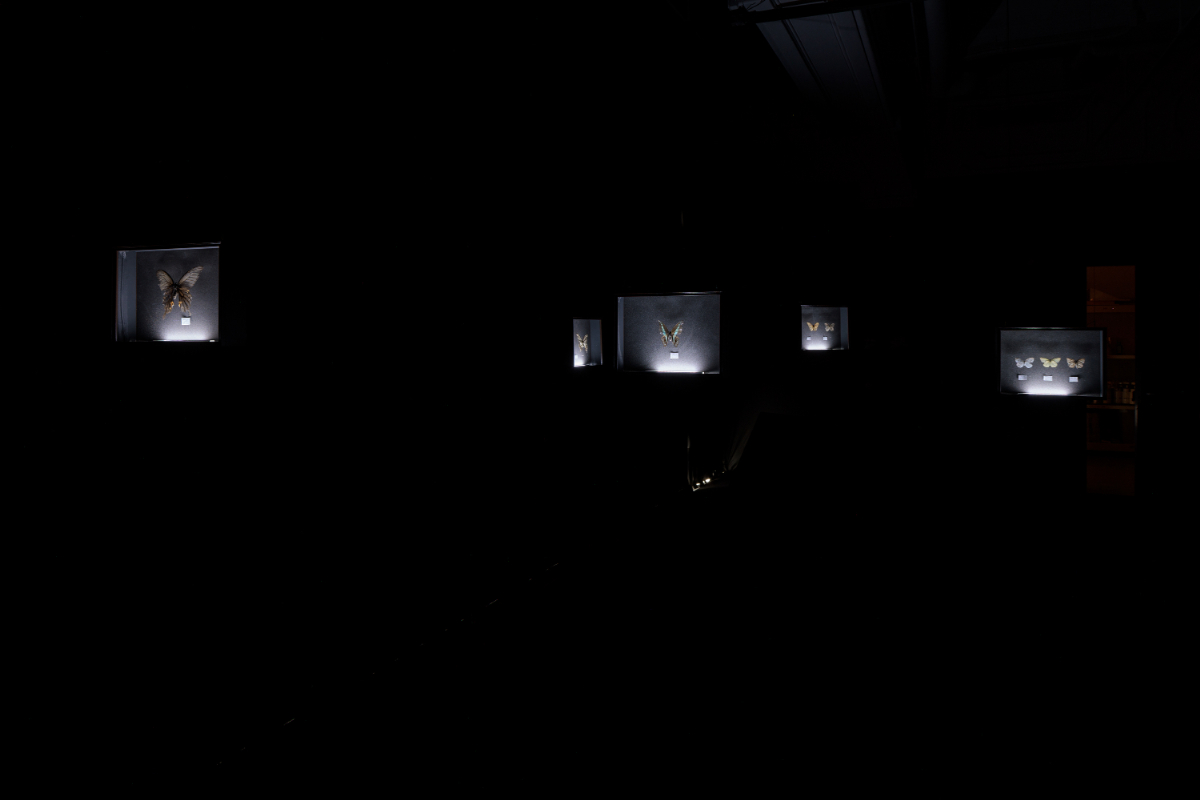 《胡蝶｜Ghost》 インスタレーション 2023 京都芸術センター 撮影：麥生田兵吾