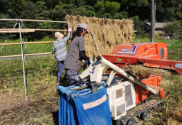 稲刈り作業。この日は、はで干しと脱穀をしました