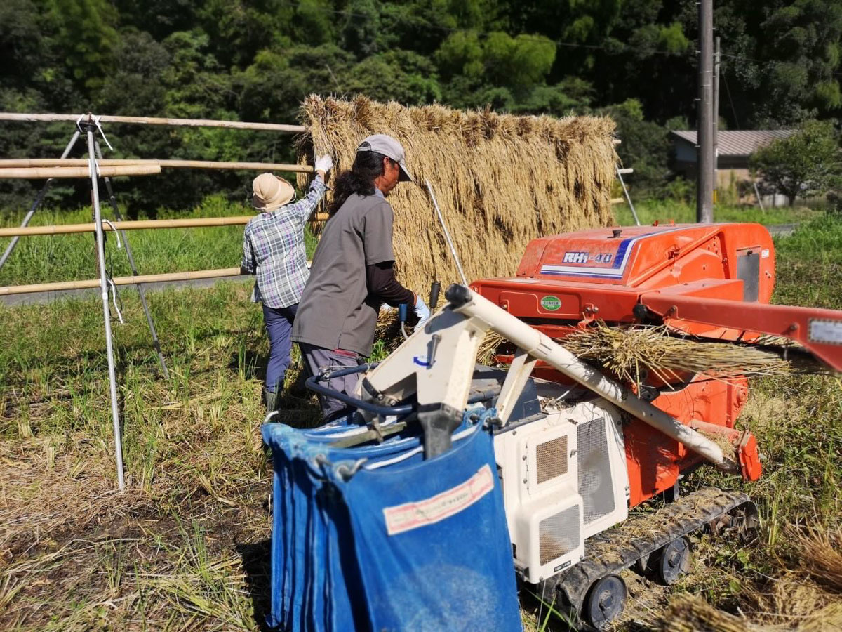 稲刈り作業。この日は、はで干しと脱穀をしました