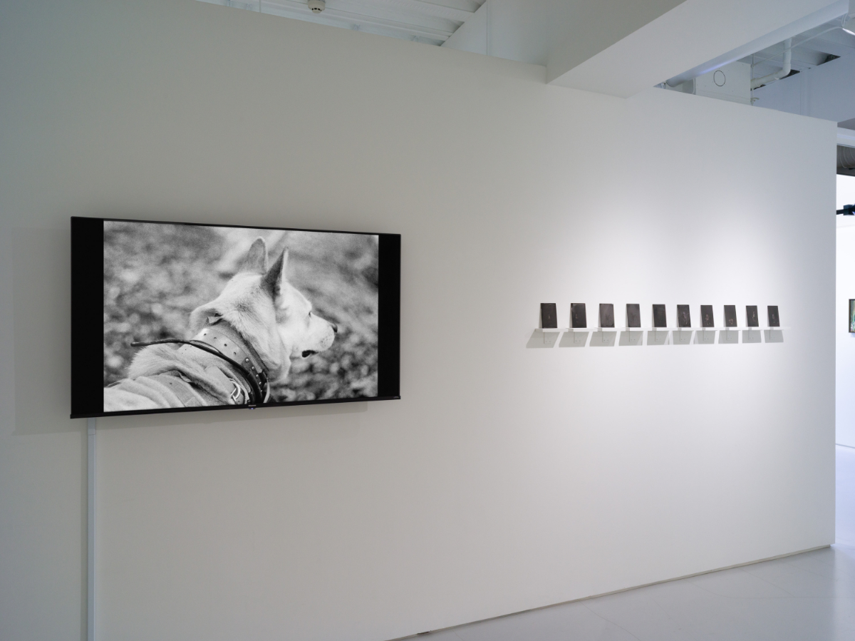 《夢に犬が出てきてくれた》 インスタレーション 2025 日動コンテンポラリーアート 撮影：Kei Okano