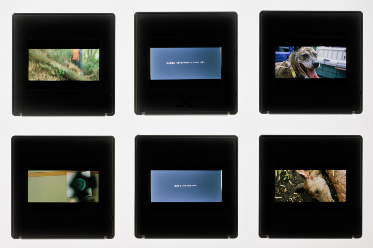 《まなざしを　さす》 スライドフィルム 2023 京都芸術センター 撮影：麥生田兵吾