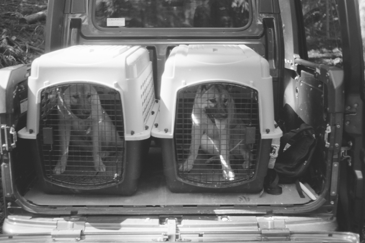 紀州系の猟犬の仔犬。７ヵ月頃 撮影：大道良太