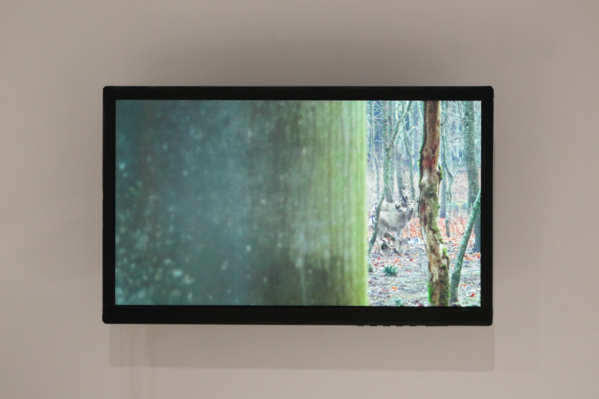 《まなざしを　さす》 静止画 2017 撮影：前谷開