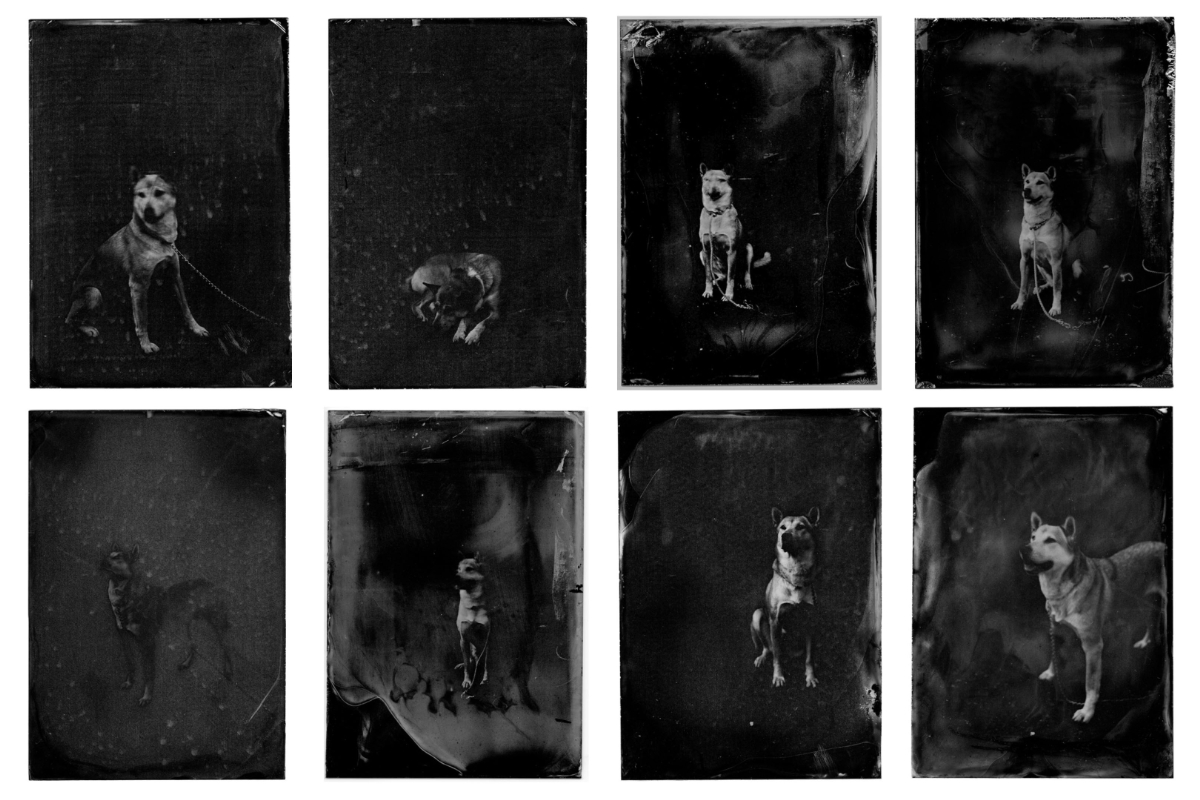 《夢に犬が出てきてくれた》 ティンタイプ 2025 – 死んだ猟犬が夢に出てきてくれたと語る漁師のエピソードを元に制作した犬のポートレイト。死んだ猟犬と姉妹である犬を古い大判カメラで撮影し、昔ながらの湿板技法であるティンタイプを用いてアルミプレートに定着。ティンタイプの特性である、薬品の過剰反応により起こる「フォグ」を意図的に作り出している