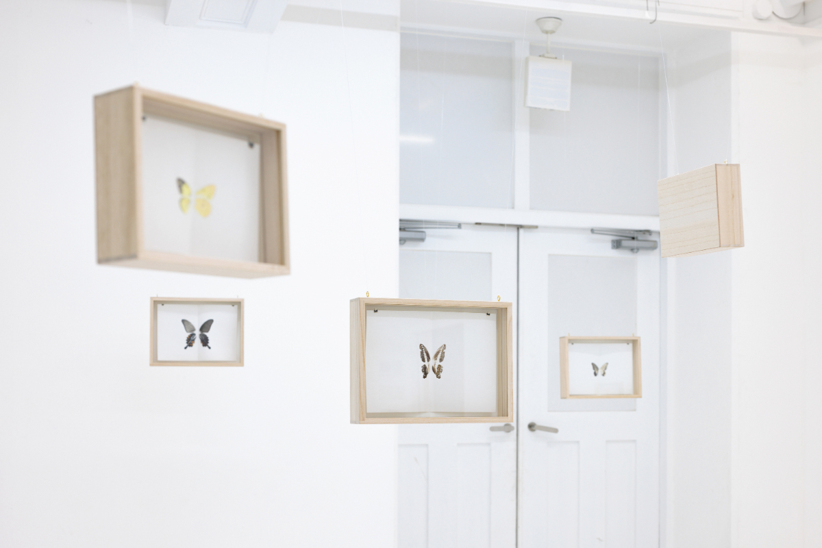 《胡蝶｜Ghost》 インスタレーション 2023 京都芸術センター 撮影：麥生田兵吾 – かつて蝶の模様を記録する手段として用いられていた「鱗粉転写」という技法を用いて、一匹の蝶を「鱗粉がつくりだす模様」「鱗粉を転写した後の透明な翅をもつ蝶」という二つの存在に分ける。美しいと感じたものは蝶だったのだろうか、それとも鱗粉だけを見ていたのだろうか