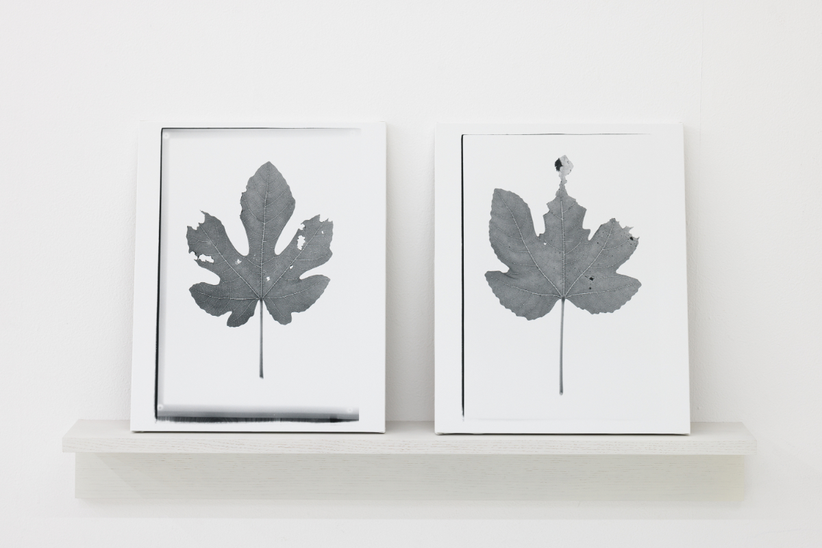 《小さな隣人》 ゼラチンシルバープリント, 400×325mm 2023 京都芸術センター 撮影：麥生田兵吾