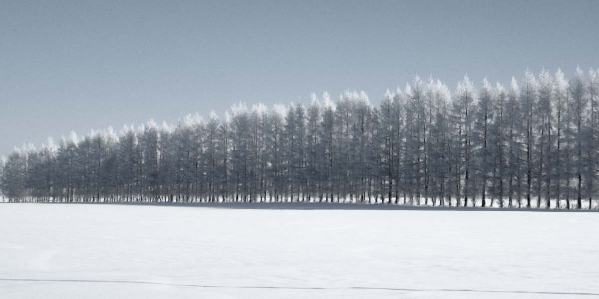 《*Trees covered in frost, Chinnel —霧氷—》  2024.1/24