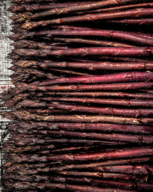 《*That very asparagus ーまさにそのアスパラー》  2025