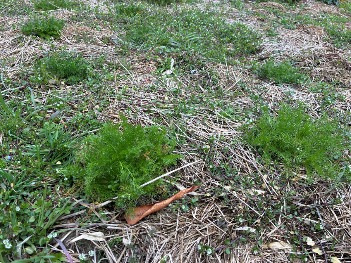 畑にはカモミール（ハーブ）が芽吹いていました