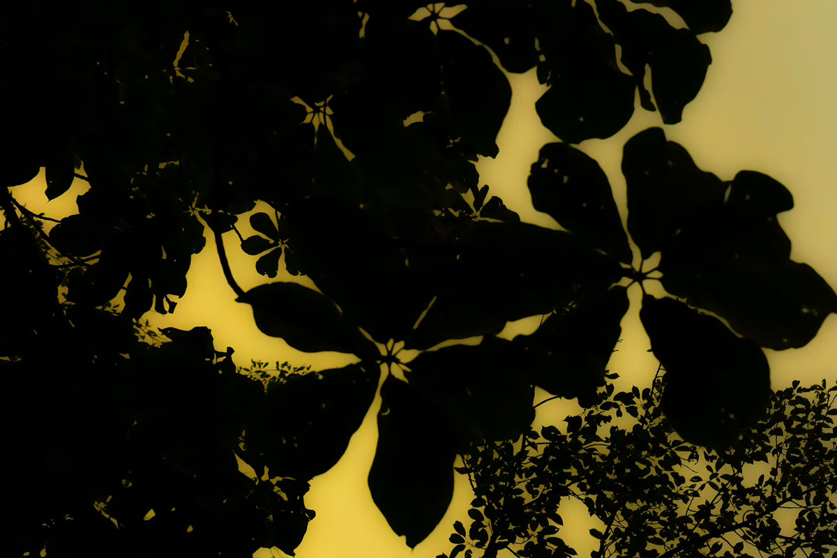 クサバノカゲ Yellow(2021) 《クサバノカゲ Yellow》 2021 スチール作品 3点1組